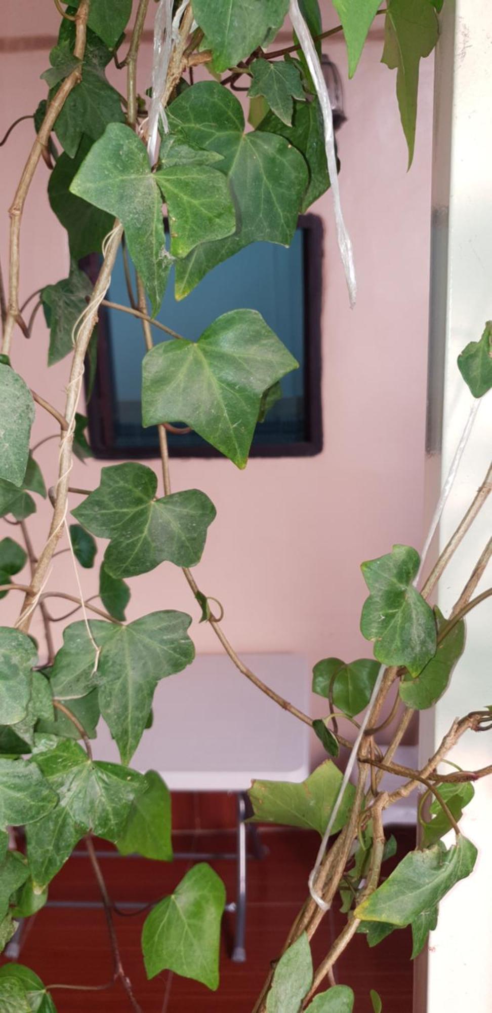 La Casa Espanyola Fès Dış mekan fotoğraf